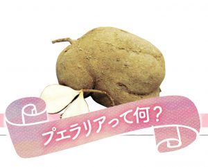 プエラリア