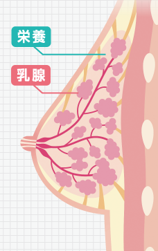乳腺