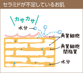 セラミド